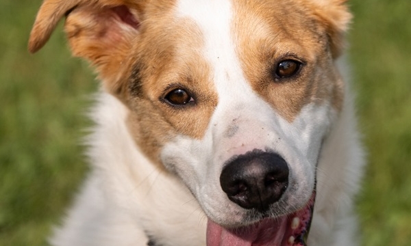 Ares, der aktive Border Collie Mischling