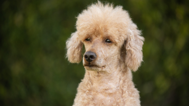 Schweiz: Vergünstigte Fotosession für ältere Hunde