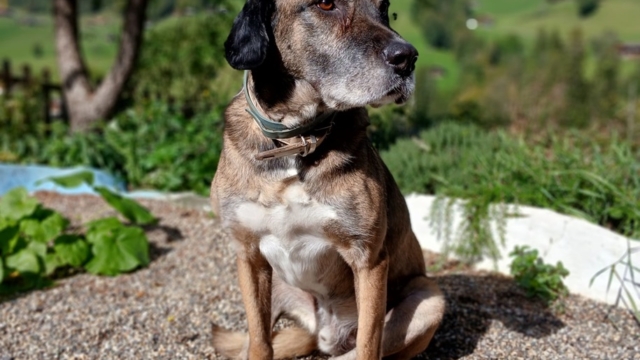 Hulk, der grosse Malinois-Mix Teddybär