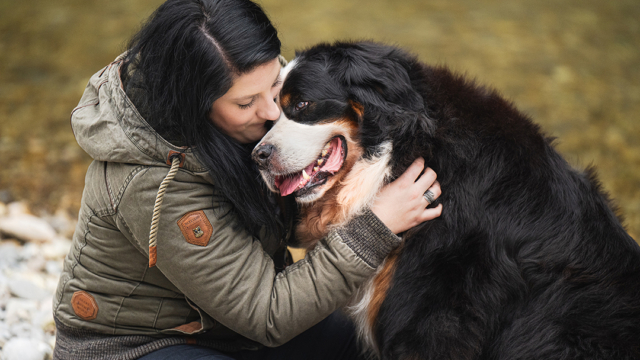 Schweiz: Vergünstigte Fotosession für Sennenhunde