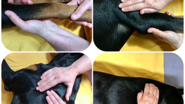 Massage am Hund und eine Analyse des Gangbildes