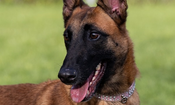 Sirca, die wunderbare Malinois-Prinzessin