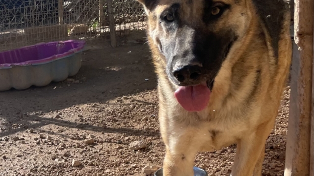 Toller, aufgestellter Schäfer Mix Tiago