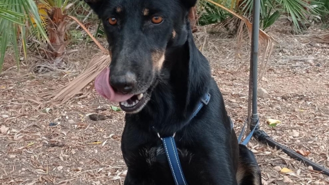 Allerliebste Beauceron Hündin Xenia