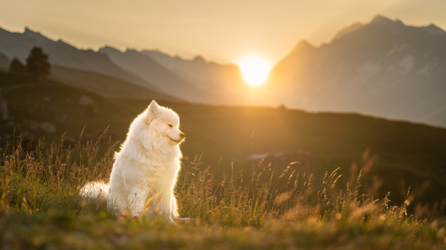 Lötschental: Fotosession für dich und deinen Hund in der Natur